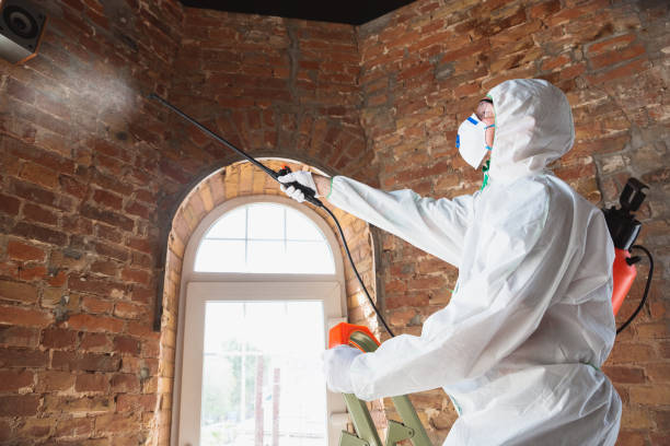 Water damage restoration mold remediation